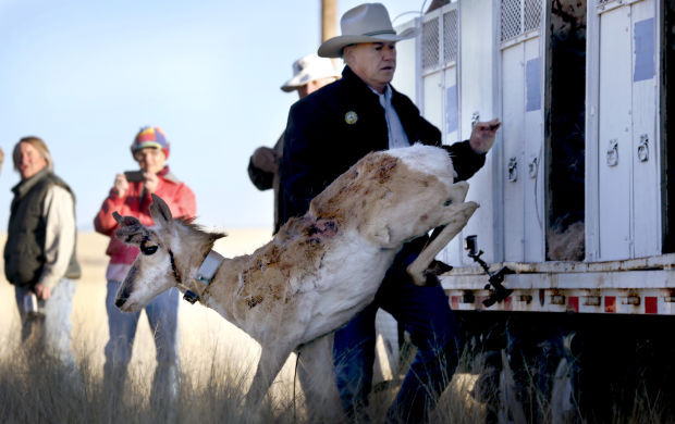 Pronghorn release
